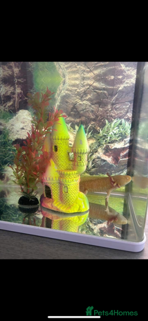 Live Bearers fish - Advert 20