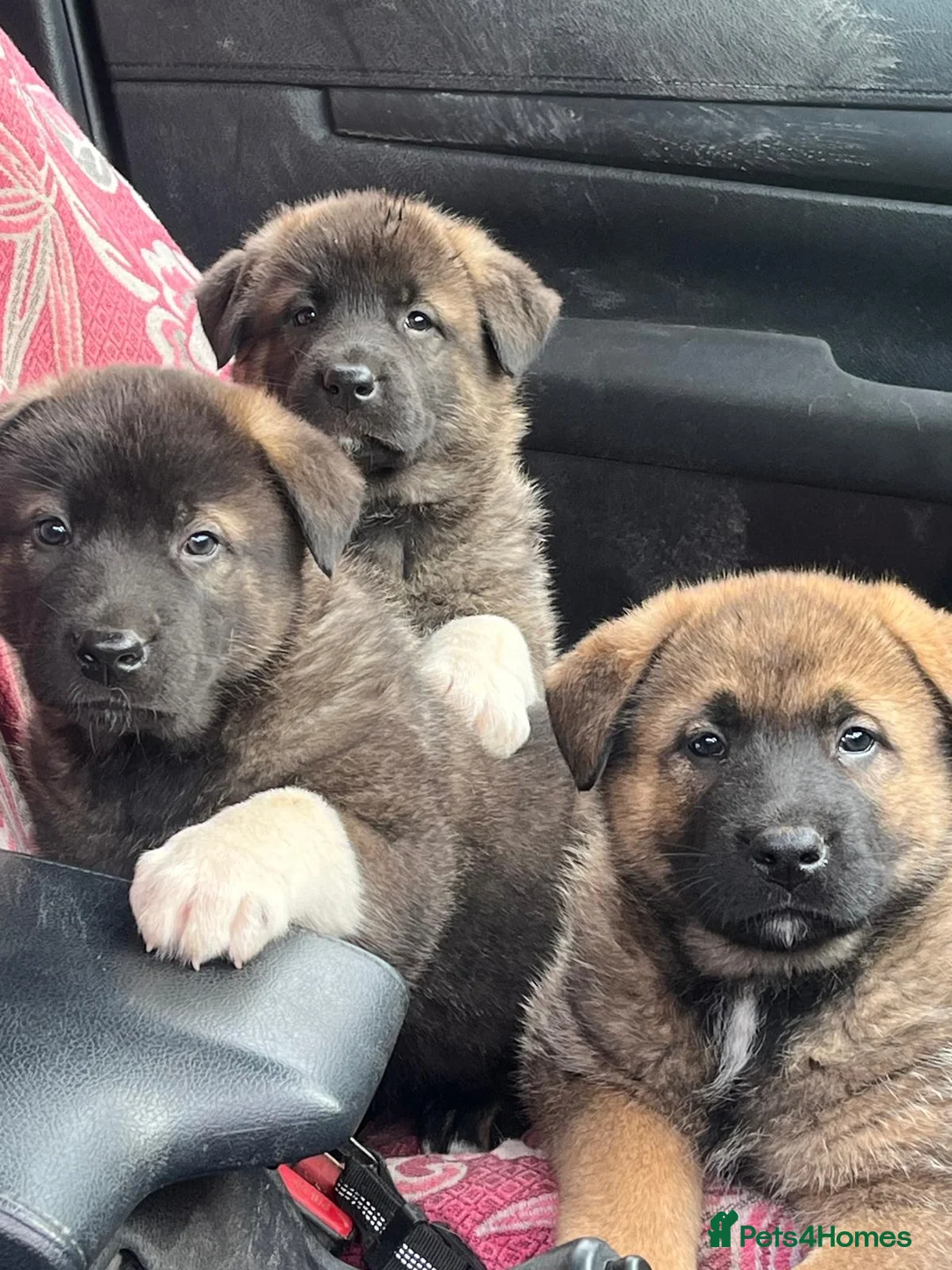 Mixed Breed dogs for sale: German Shepherd / American Akita Cross puppies  in Alton - Advert 2