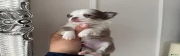 Chihuahua dogs for sale: 🐾🩶 OUTSTANDING litter of EXCEPTIONAL Chihuahuas - Advert 25
