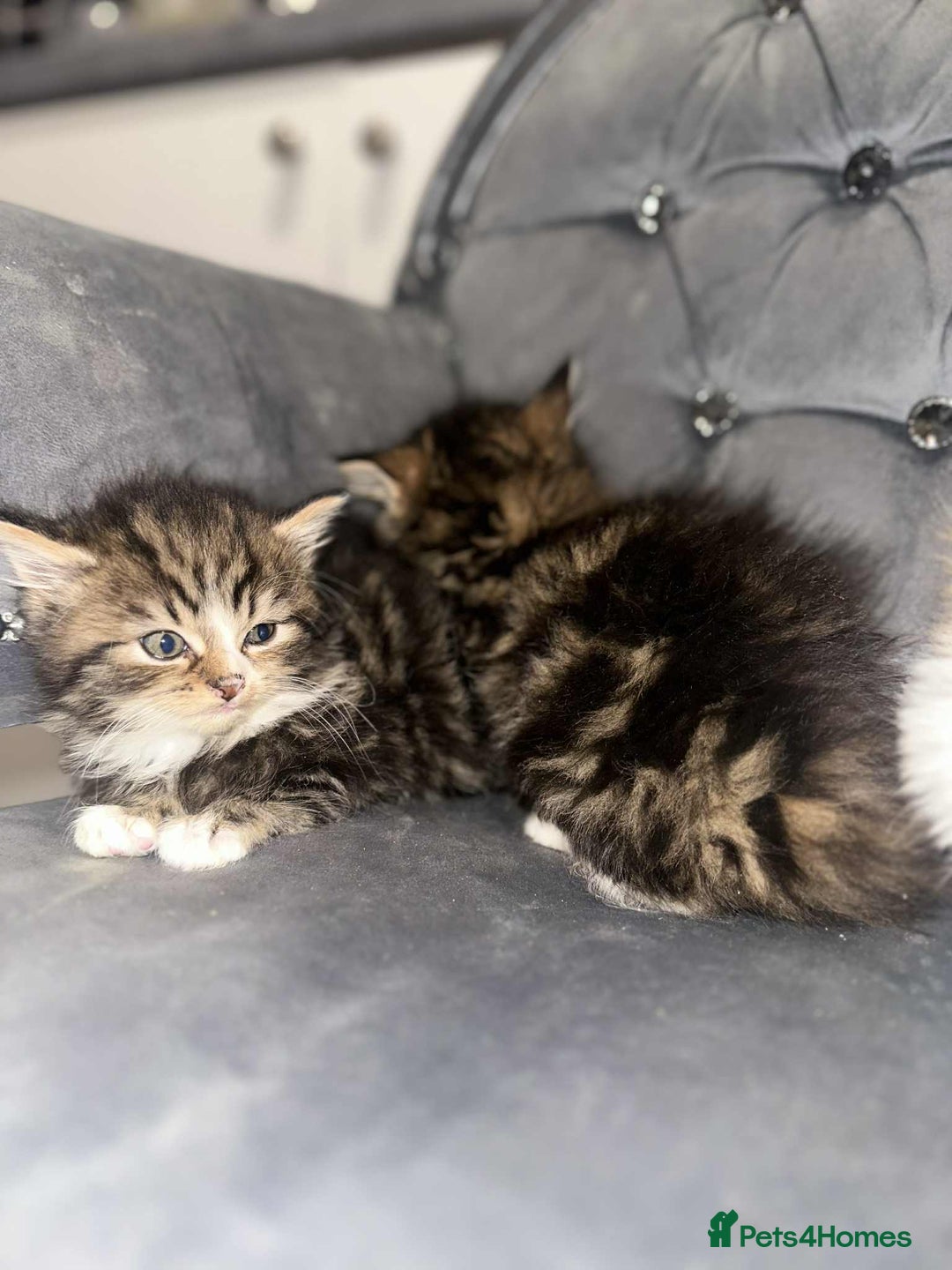 Siberian cats for sale: Kittens for sale bradford - Advert 14