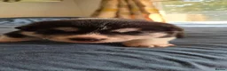 Huskita dogs for sale: Akita with 6% husky (Huskita) - Advert 33