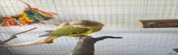 Conures birds for sale: Pineapple Green Cheek Conure in Coventry - Advert 5