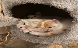 British Shorthair cats for sale: 3 beautiful British Shorthair Kittens  - Image 7