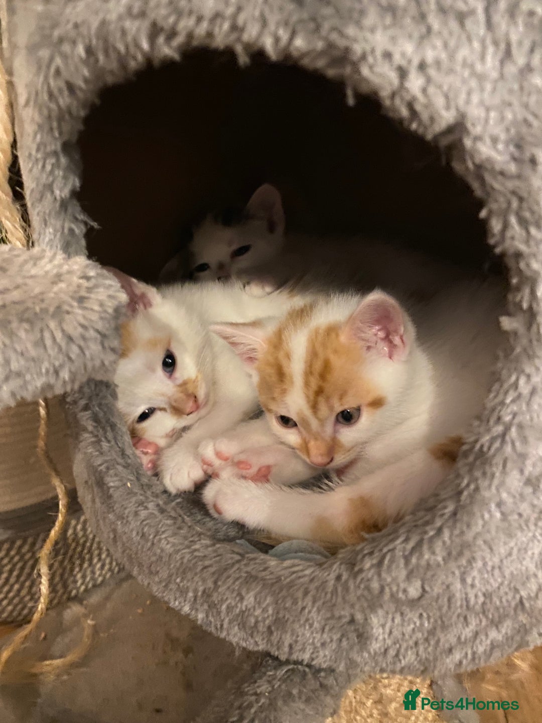 British Shorthair cats for sale: 3 beautiful British Shorthair Kittens  - Image 7