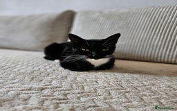 Mixed Breed cats for sale: Sweet Kitties - Image 10