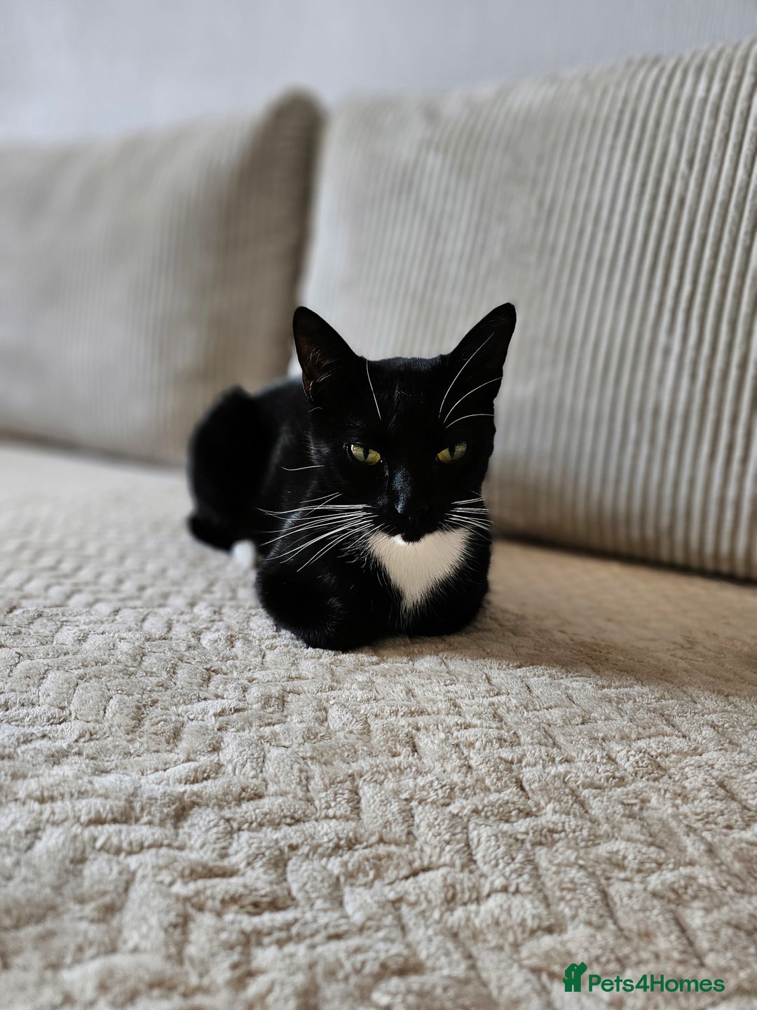 Mixed Breed cats for sale: Sweet Kitties - Image 10