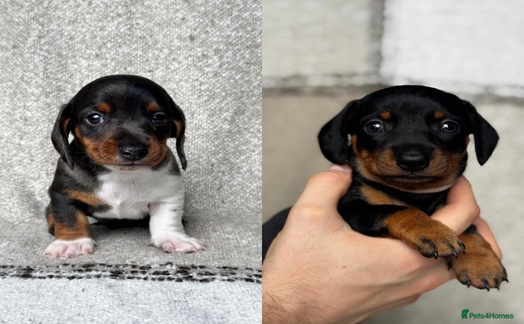 Miniature Dachshund dogs - Advert 10