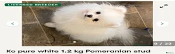 Pomeranian dogs for sale: Beautiful tiny Pomeranian girls  ONE LEFT  - Advert 33