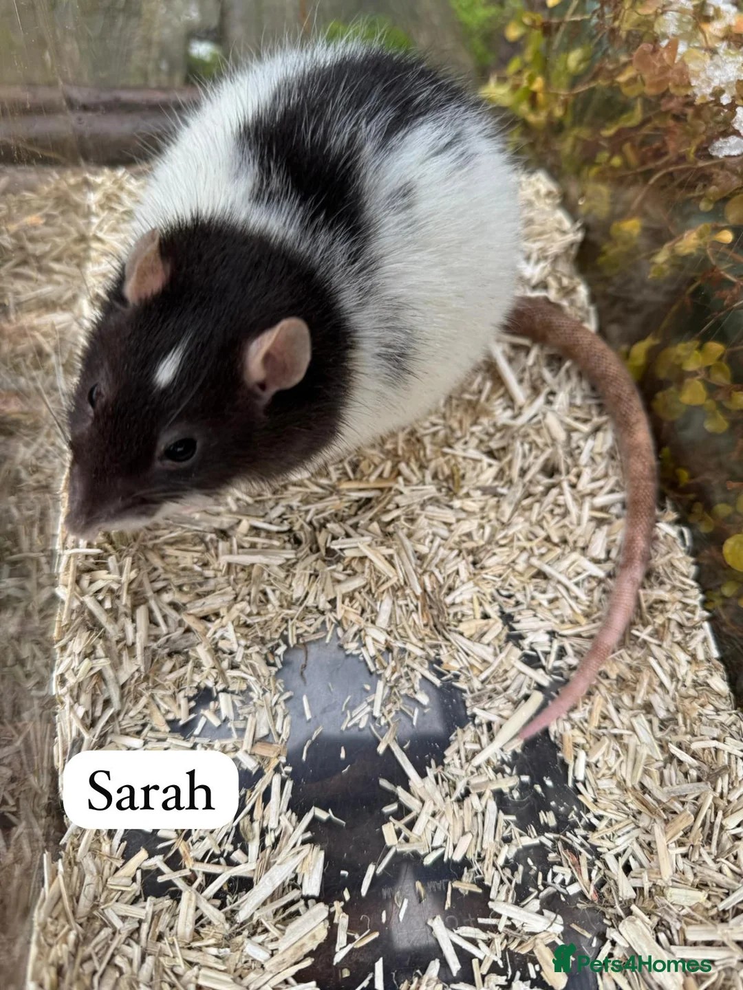 Rat rodents for sale: Gorgeous baby rats dwarf and full size Sheffield - Advert 8