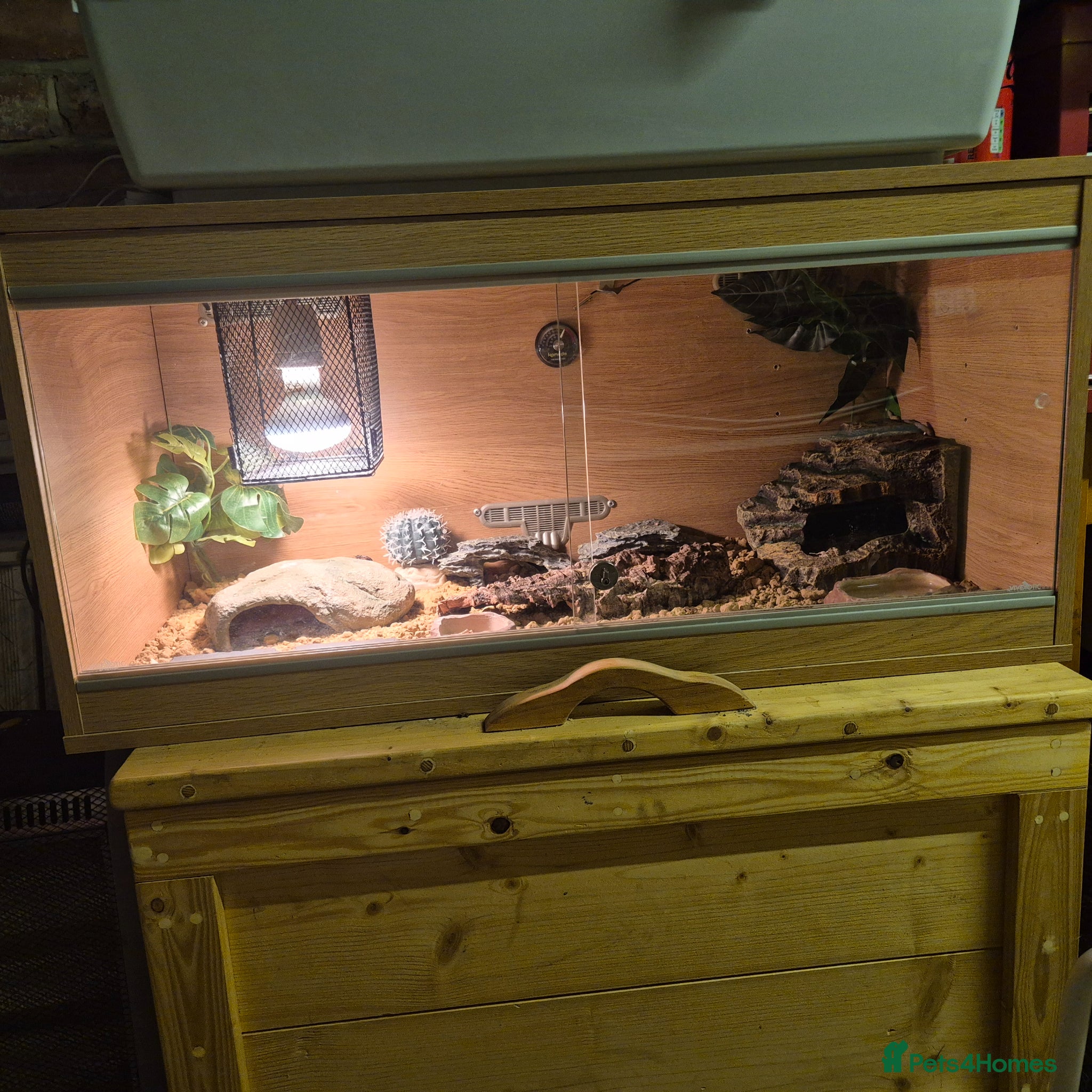 Leopard Gecko reptiles Female gecko woth set up - Advert 1