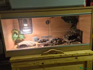 Leopard Gecko reptiles Female gecko woth set up - Advert 1