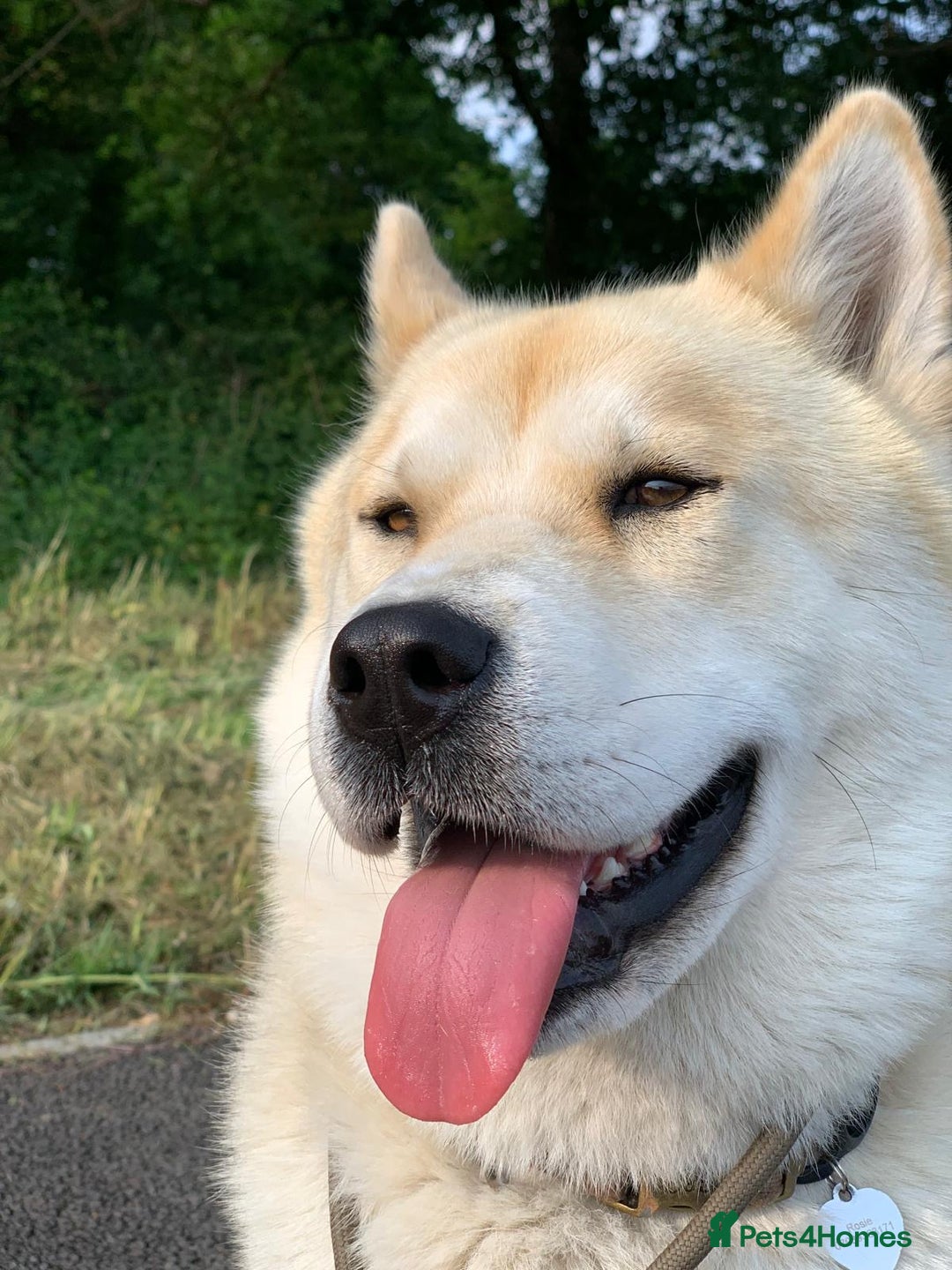 Mixed Breed dogs for sale: CHOWSKI PUPPYS READY TO GO!!  - Advert 3