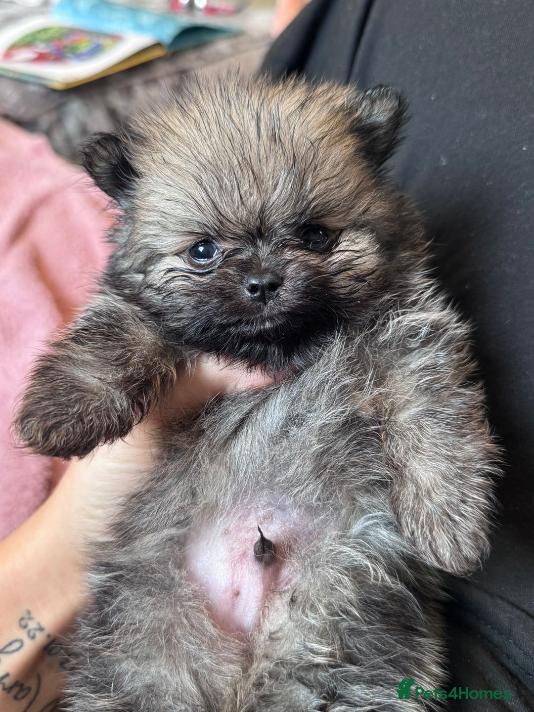 Pomeranian dogs for sale: TINY RUSSIAN / KOREAN TOY POMERANIANS READY NOW - Image 11