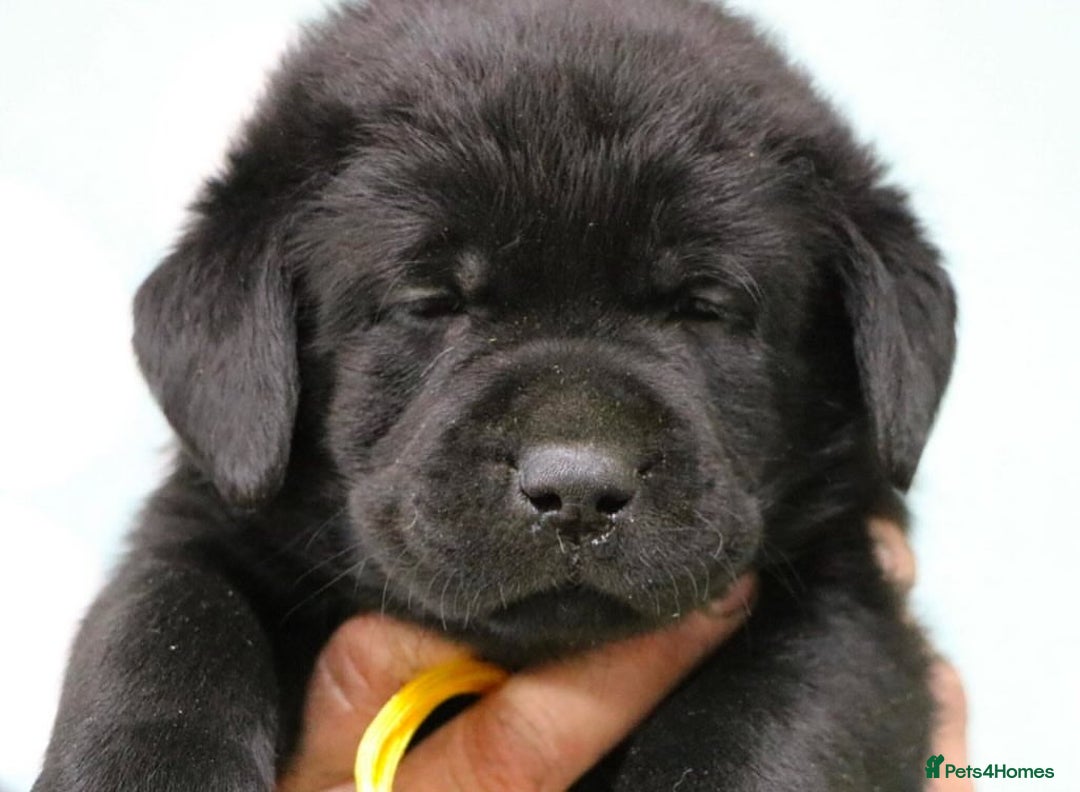 Labrador Retriever dogs for sale: Chunky Working Lab Puppies  - Image 3