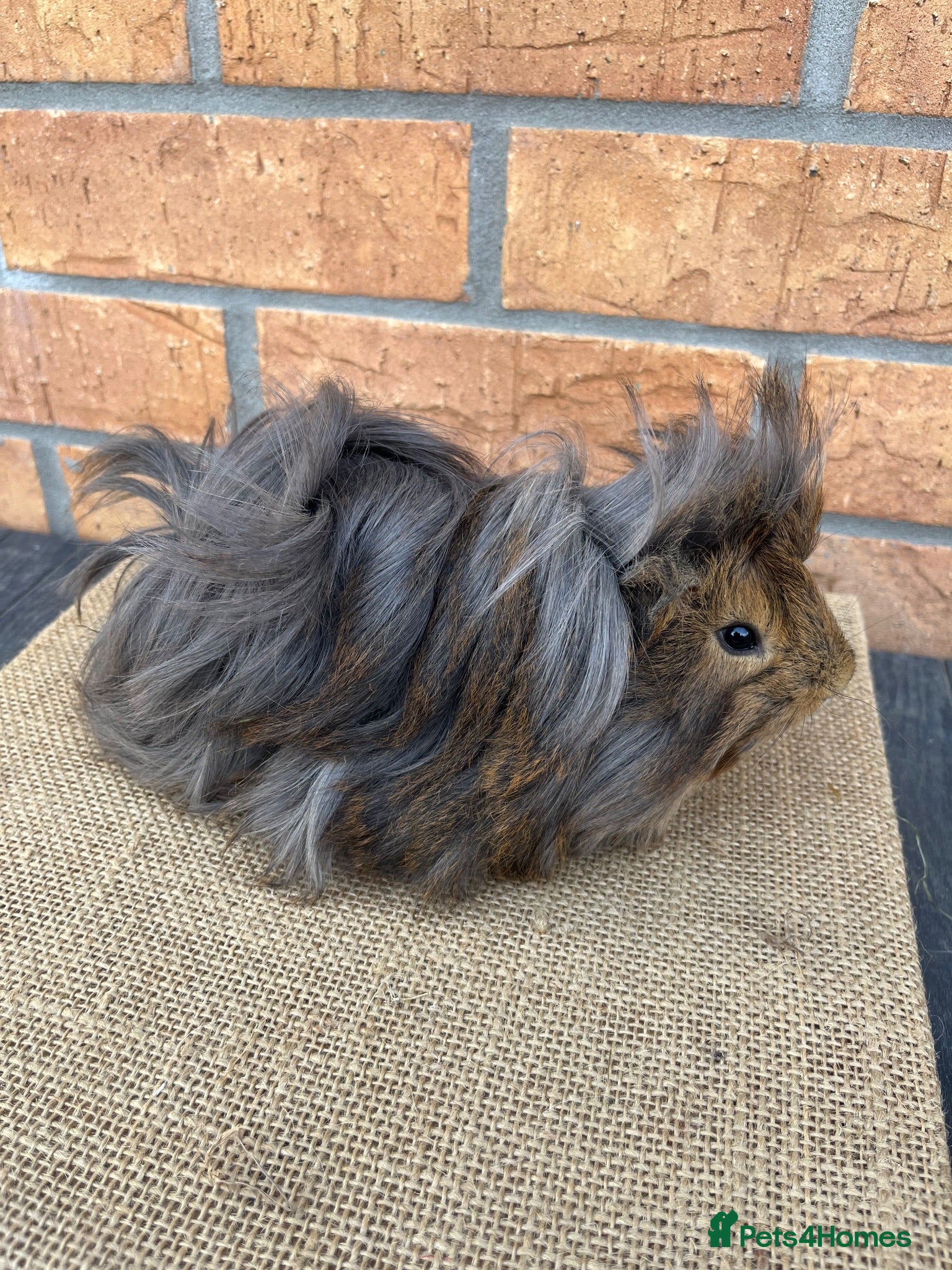 Guinea Pig rodents Purebred Peruvian Boars - Advert 12