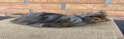 Guinea Pig rodents for sale: Purebred Peruvian Boars - Advert 1