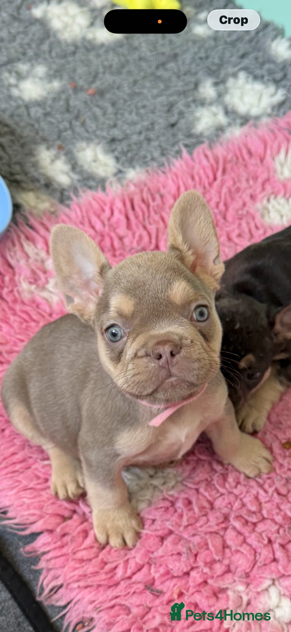 French Bulldog dogs ⭐️Gorgeous French Bulldog Puppies⭐️ - Advert 3