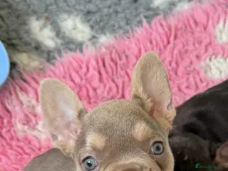 French Bulldog dogs ⭐️Gorgeous French Bulldog Puppies⭐️ - Advert 3