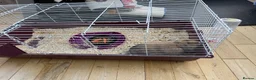 Mixed Breed rabbits for sale: Pet Rabbit for sale in Washington - Advert 3