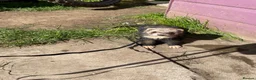 Ferret rodents for sale: Male Ferret - Rocket  - Advert 4