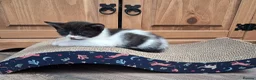 Mixed Breed cats for sale: Three adorable kittens looking for their new home in Goole - Advert 12