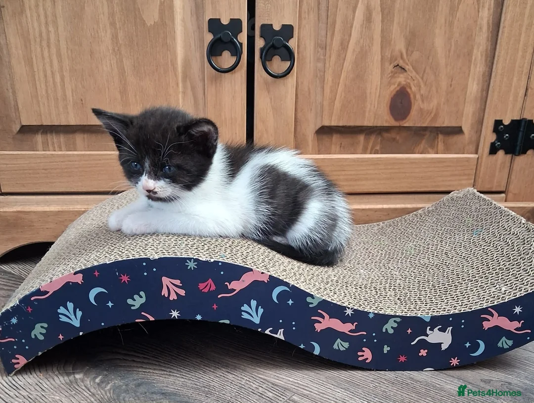 Mixed Breed cats for sale: Three adorable kittens looking for their new home in Goole - Advert 12