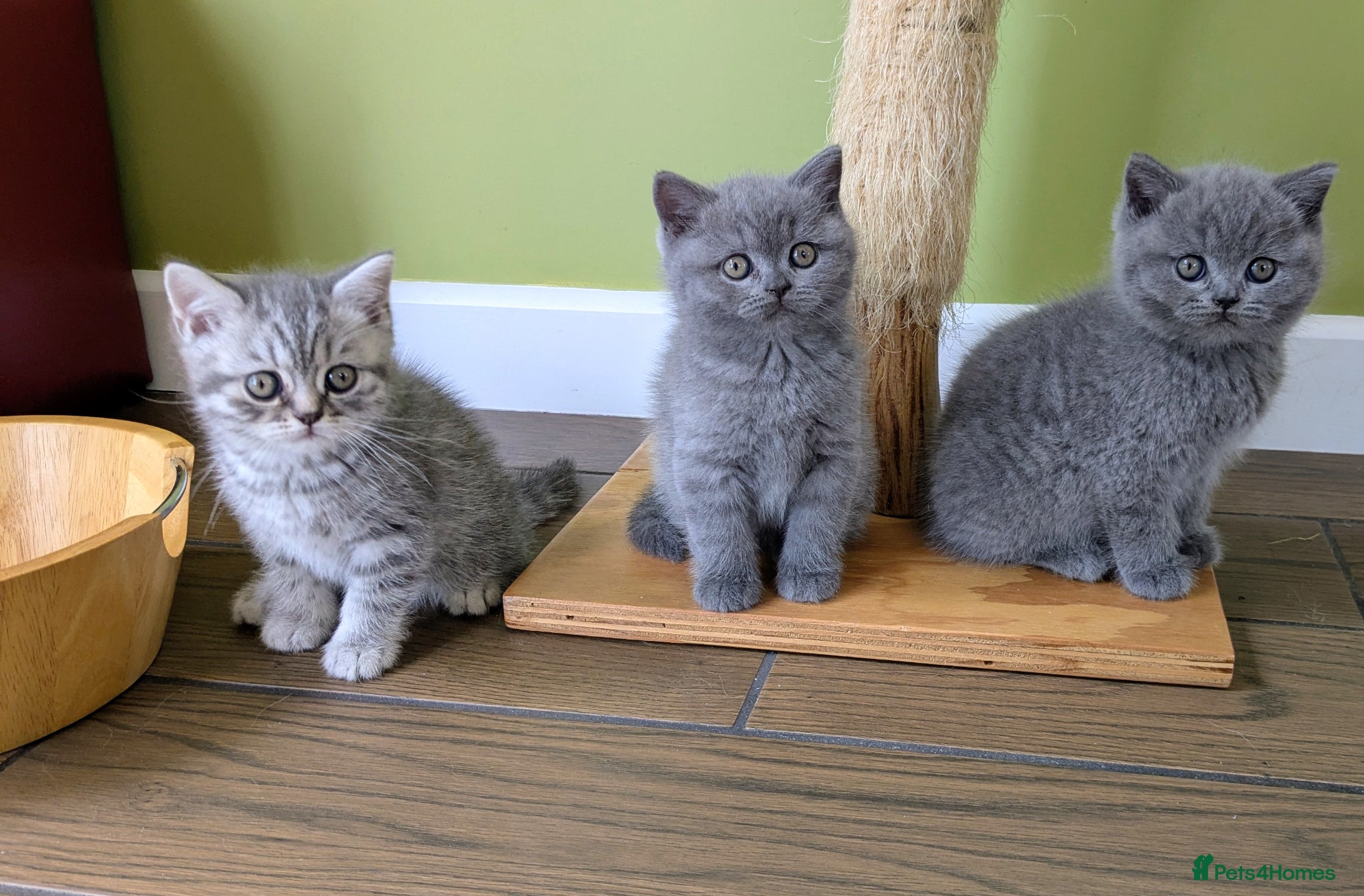 Scottish Fold cats Beautiful pedigree Scottish Straight kittens  - Advert 1