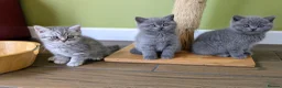 Scottish Fold cats for sale: Beautiful pedigree Scottish Straight kittens  - Advert 1
