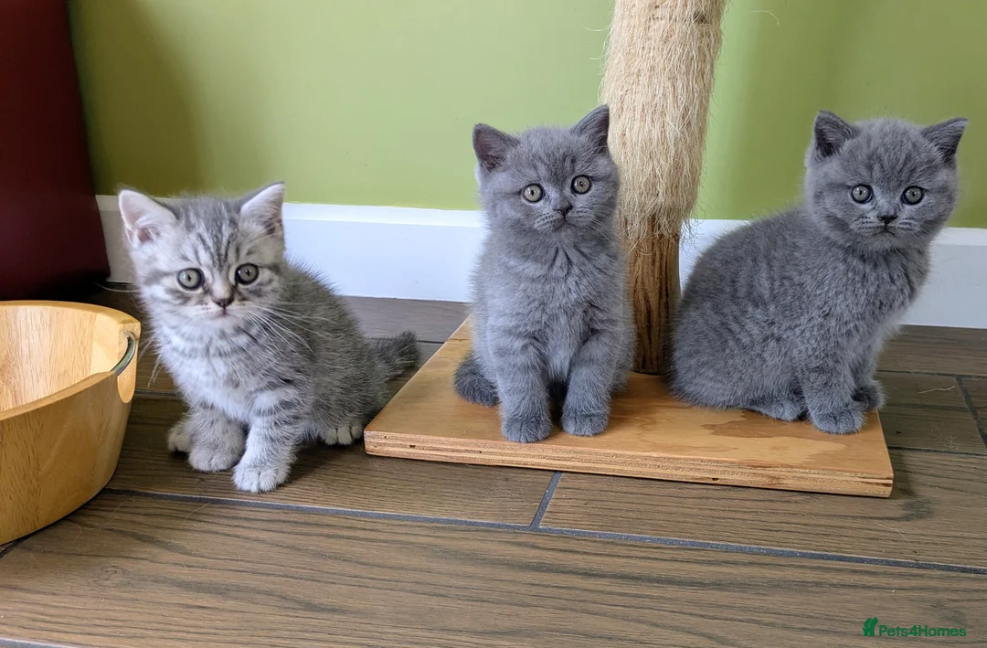 Scottish Fold cats for sale: Beautiful pedigree Scottish Straight kittens  - Advert 1