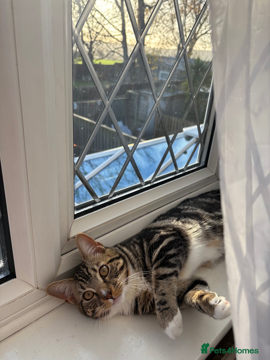 Mixed Breed cats for sale: A handsome and intelligent boy of 8 months - Advert 2