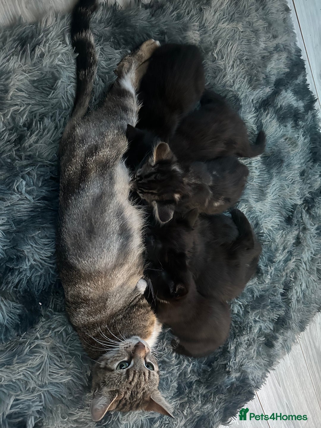 Mixed Breed cats for sale: 5 beautiful kittens available  - Advert 1