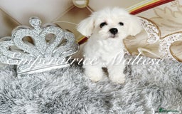 Maltese dogs for sale: KC Reg Korean type- Maltese Puppies by Emperatrice - Image 24