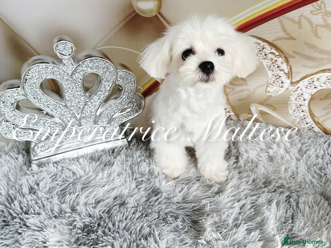 Maltese dogs for sale: KC Reg Korean type- Maltese Puppies by Emperatrice - Image 24