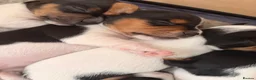 Jack Russell dogs for sale: Tri coloured Jack Russell pups in Isle of Bute - Advert 4