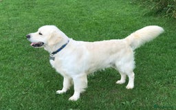 Golden Retriever dogs for sale: Golden retriever puppy’s from licensed breeder - Image 9
