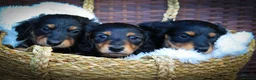 Miniature Dachshund dogs for sale: 3 beautiful miniature dachshunds 🐶  - Advert 8