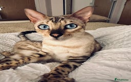 Bengal cats for sale: Duke - Snow bengal  - Advert 2