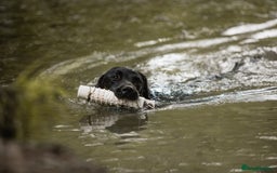 Labrador Retriever dogs for sale: Exceptional FTCHAMPION Labrador Retriever Puppies - Image 15