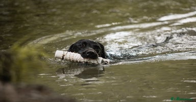 Labrador Retriever dogs - Advert 16