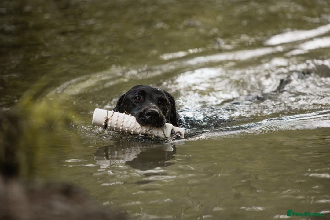 Labrador Retriever dogs for sale: Exceptional FTCHAMPION Labrador Retriever Puppies - Image 15