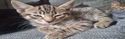 Mixed Breed cats for sale: 2 litters of 2 mommy in Preston - Advert 8