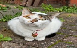 Domestic Shorthair cats for sale: Free Indoor/ Outdoor Cat Hazel  :) - Image 2