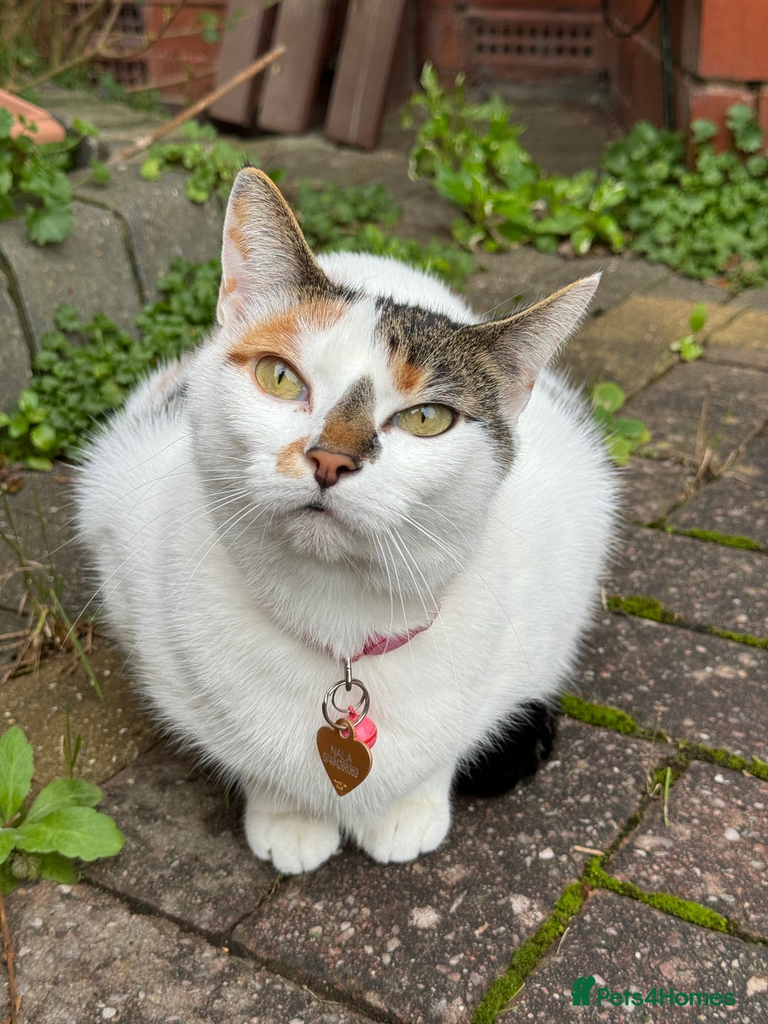 Domestic Shorthair cats for sale: Free Indoor/ Outdoor Cat Hazel  :) - Image 2