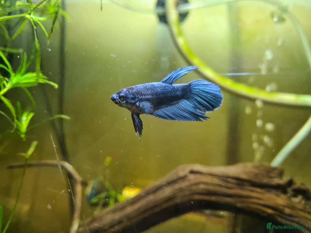 Bettas fish for sale: Male Betta Fish. Galaxy Koi x Splendor - Advert 7
