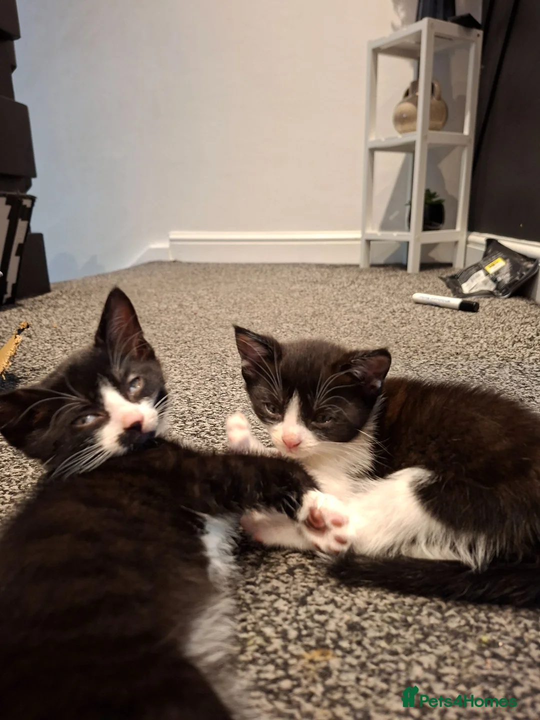 Mixed Breed cats for sale: Kittens for sale - Advert 22