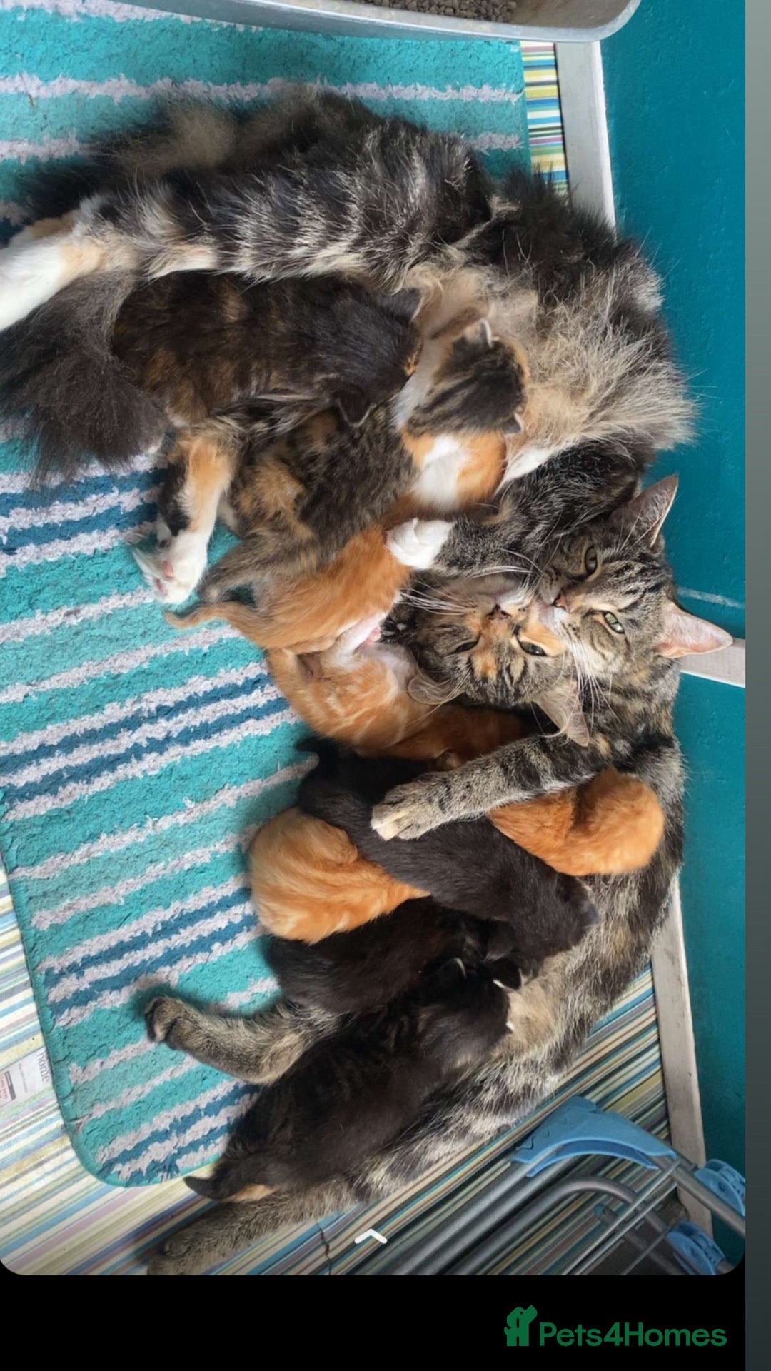 Mixed Breed cats for sale: 9 Beautiful Mixed Kittens - Image 4