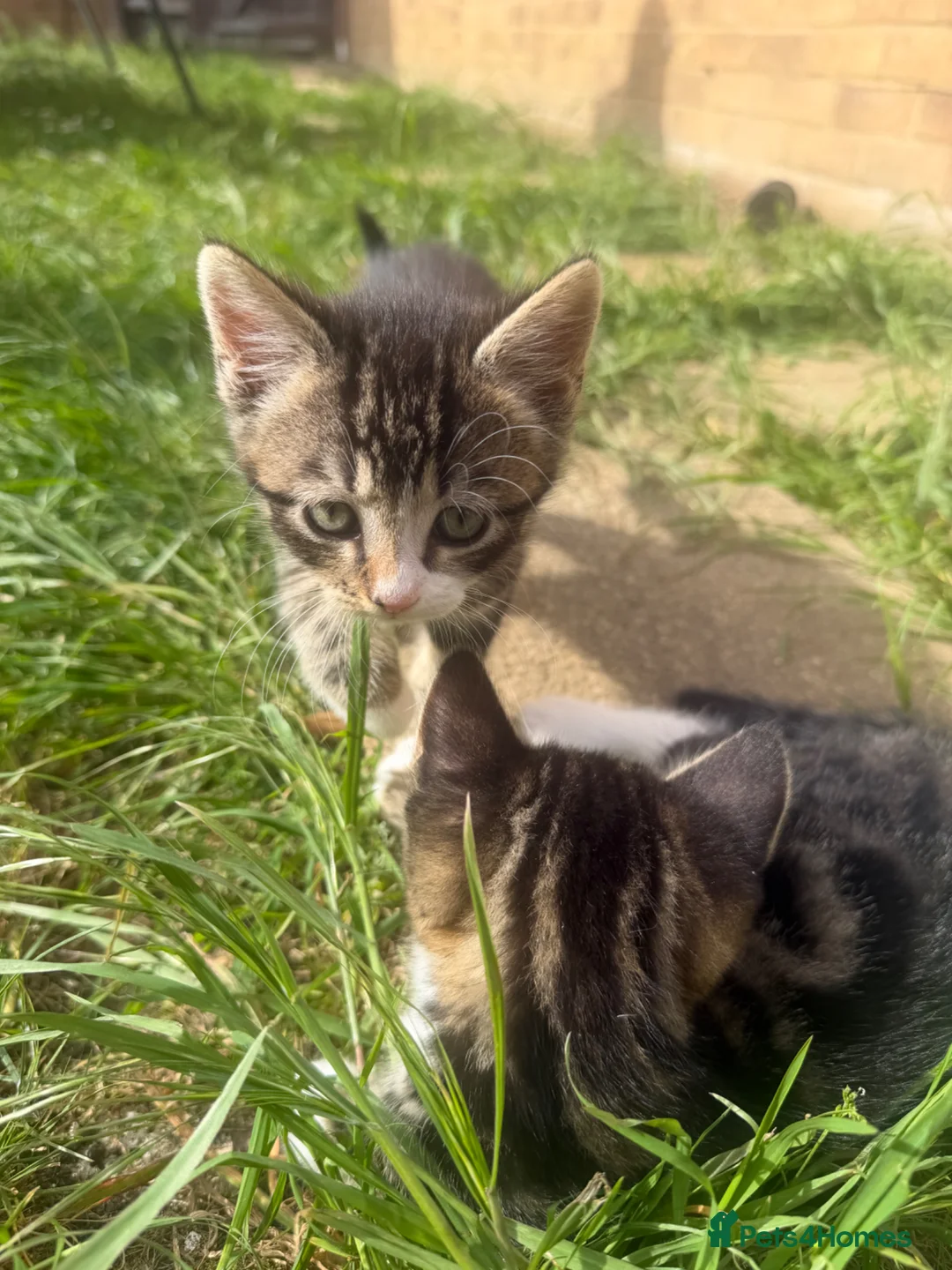 British Shorthair cats for sale: Adorable Kittens Looking for Loving Homes - Advert 2