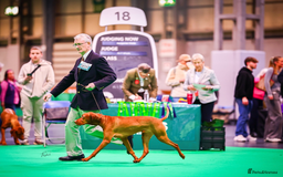 Mixed Breed dogs for sale: Alaunt type dogs - Advert 6