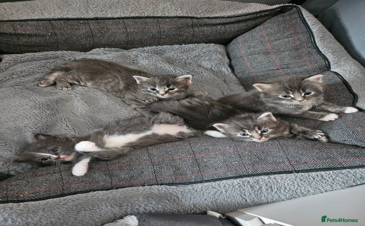 Maine Coon cats - Advert 3