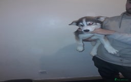 Siberian Husky dogs for sale: Husky Puppies Looking for Their Forever Homes!  - Image 10